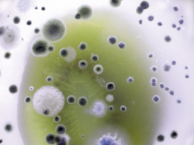 HET Likvisan biocídny prípravok proti plesniam a riasam - ukážka 3